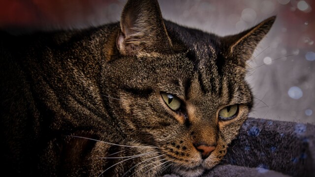 Kater Micky - Chill